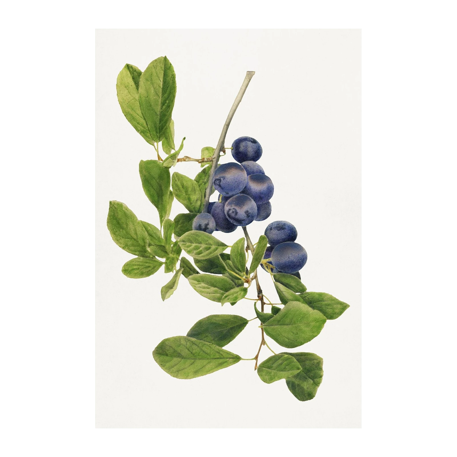 Vintage Botanical Blueberry Branch Wall Art