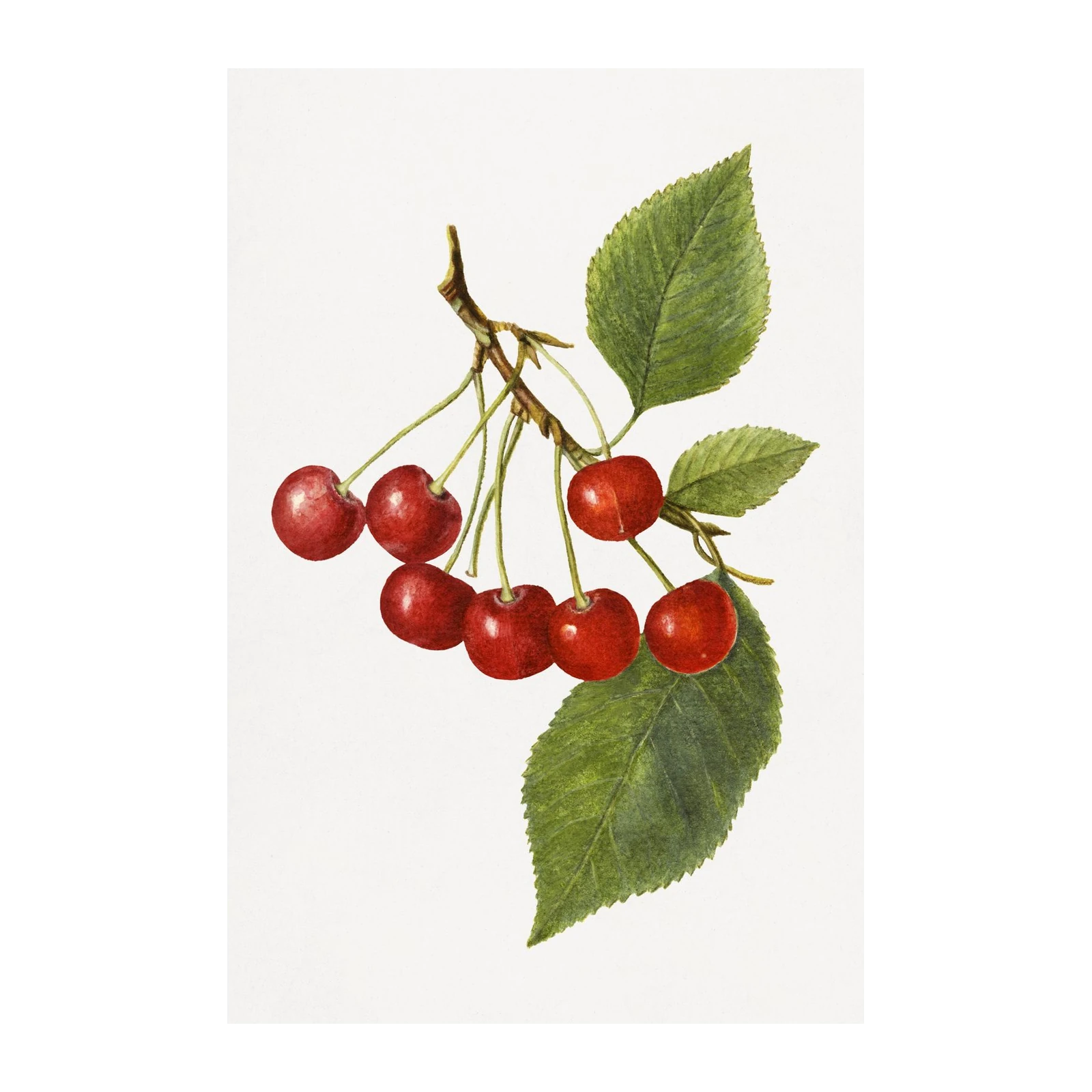 Vibrant Cherry Branch Botanical Wall Art
