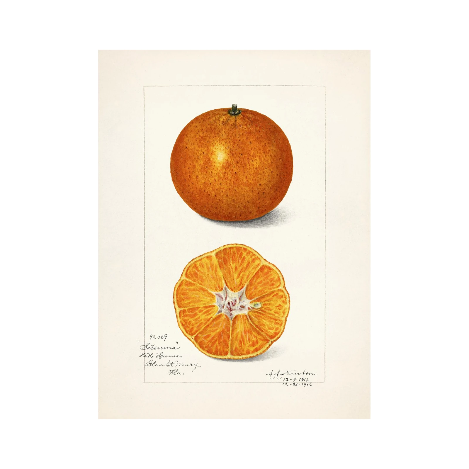 Vintage Satsuma Orange Botanical Art Wall Art