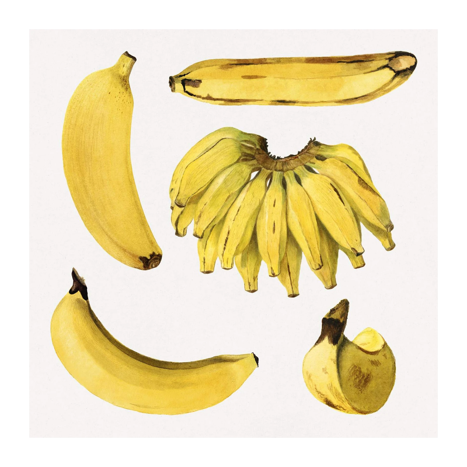 Botanical Banana Bunch Wall Art