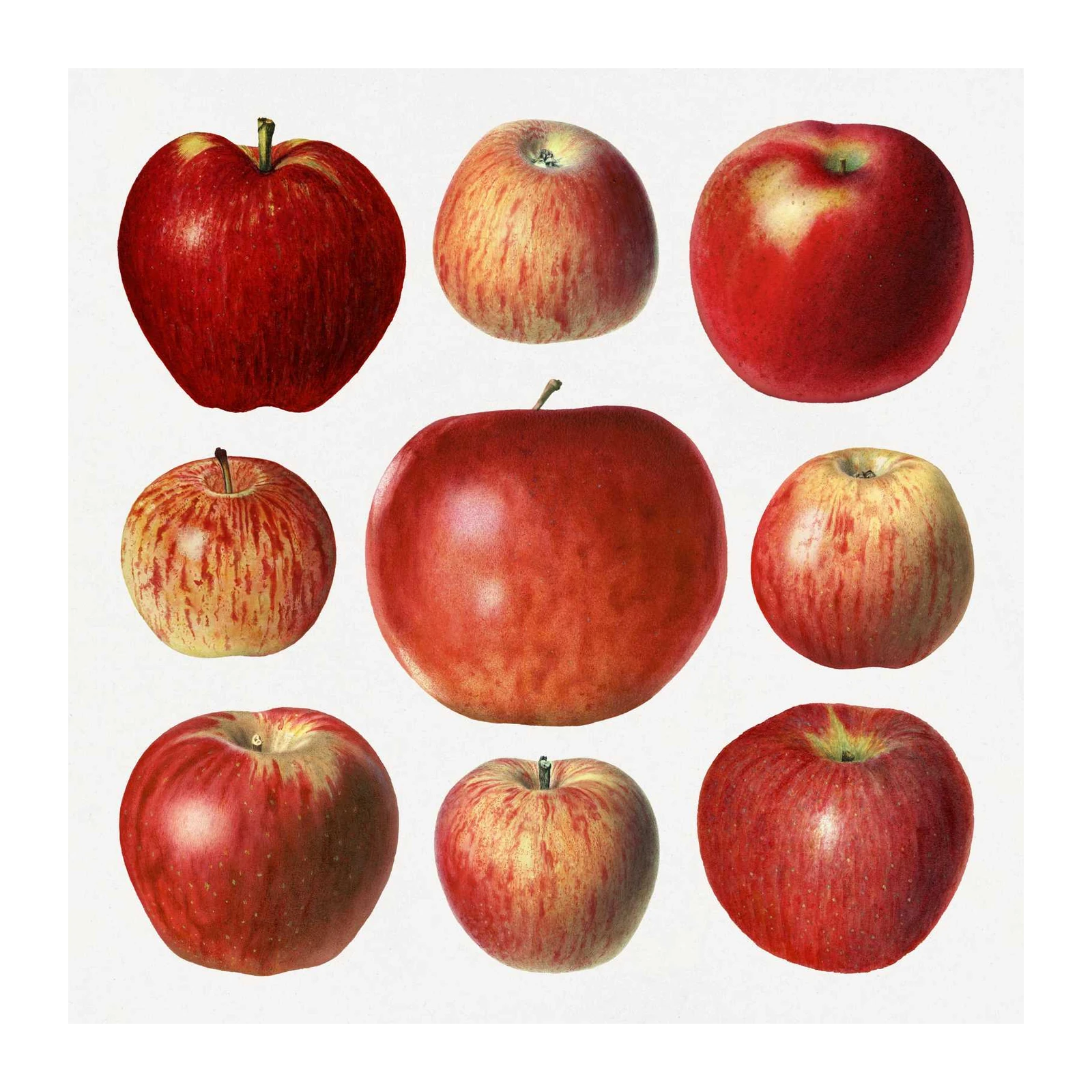 Vintage Apple Assortment Wall Art Wall Art