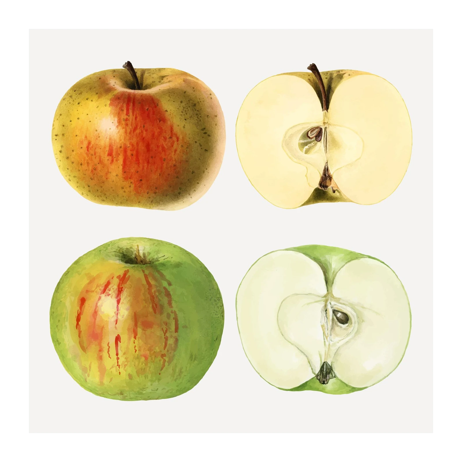 Vintage Apples Botanical Art Wall Art