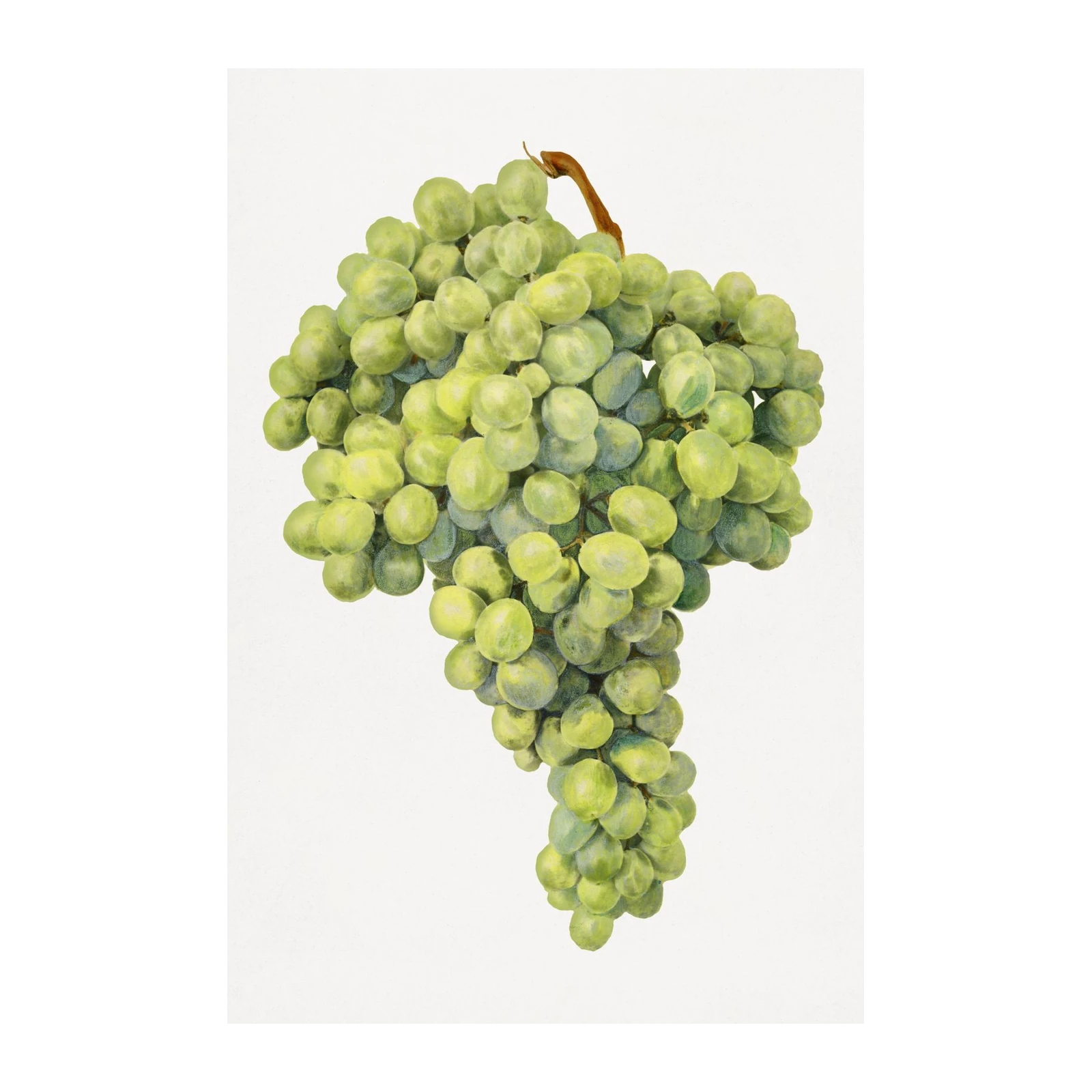Vibrant Green Grapes Still Life Wall Art