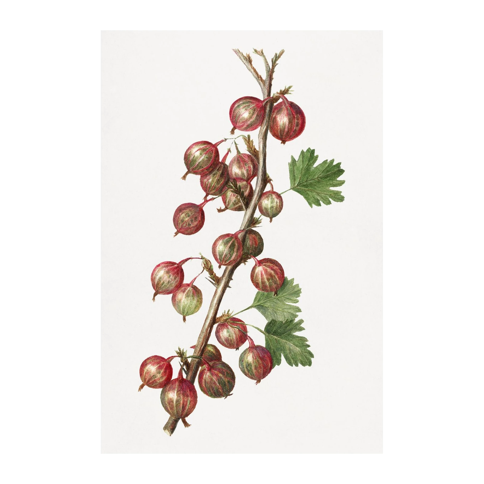 Vintage Red Gooseberry Botanical Art Wall Art
