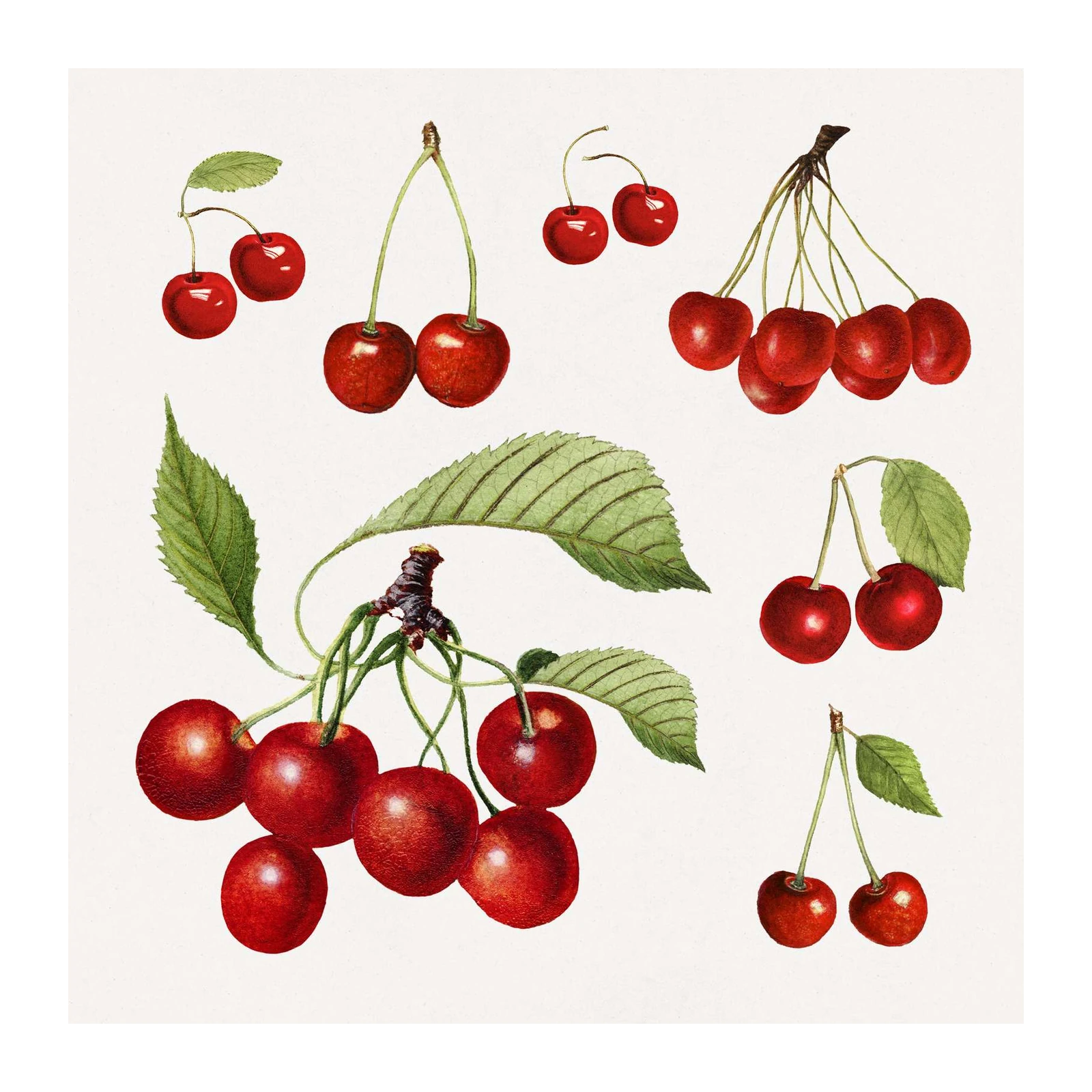 Vintage Botanical Cherry Art Wall Art