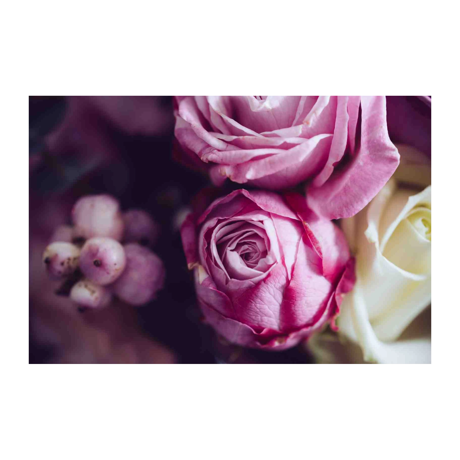 Elegant Pink Rose Floral Wall Art