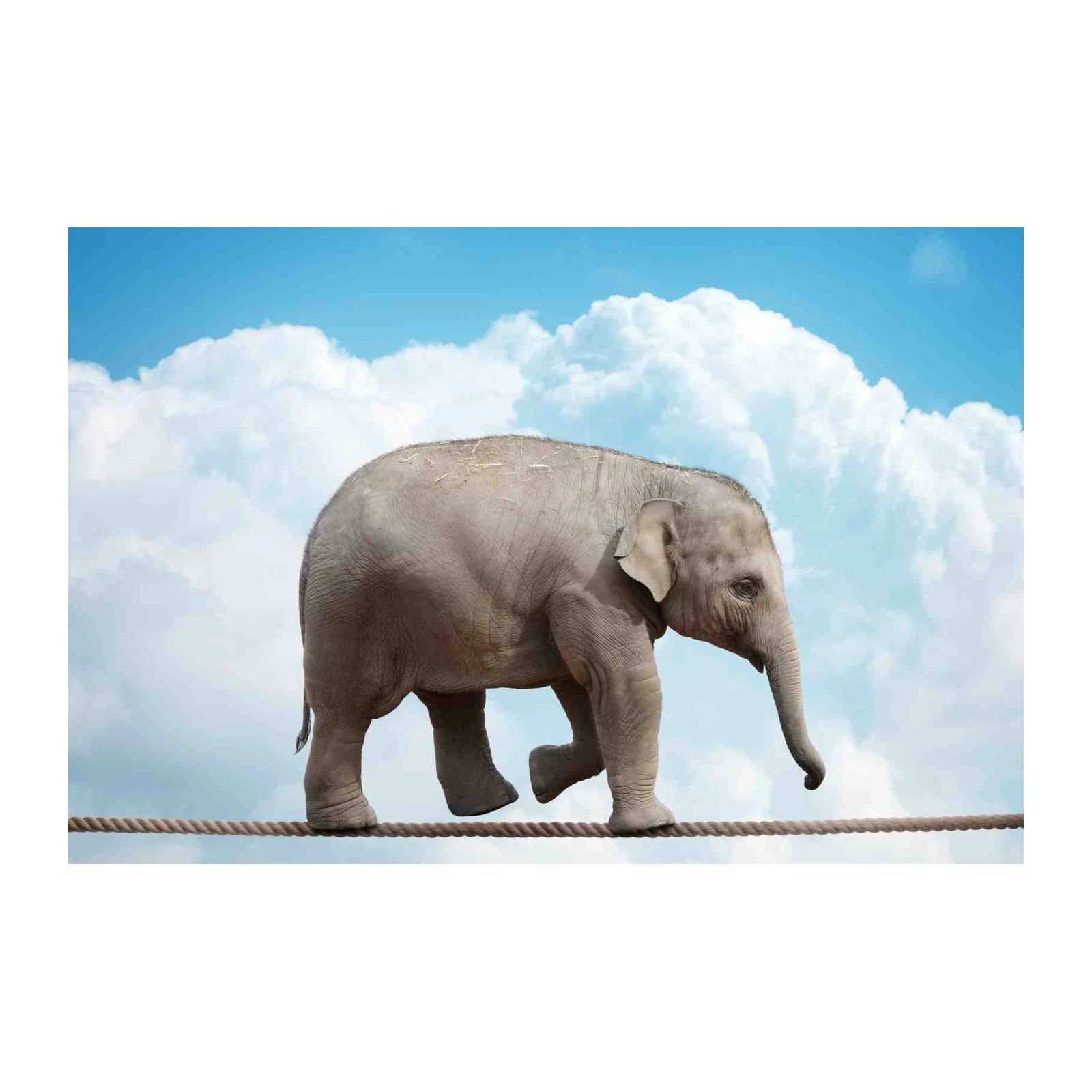 Majestic Elephant Tightrope Walk Wall Art