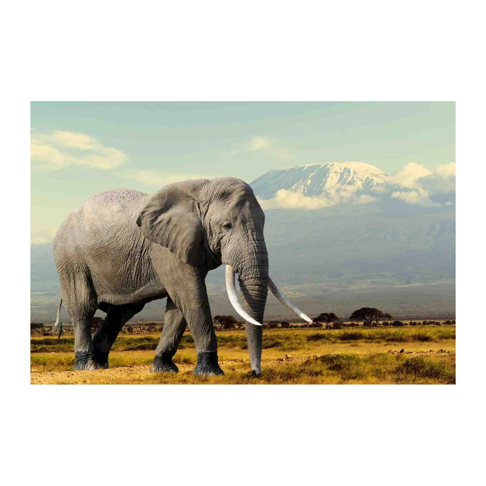 Majestic Elephant Kilimanjaro Wall Art
