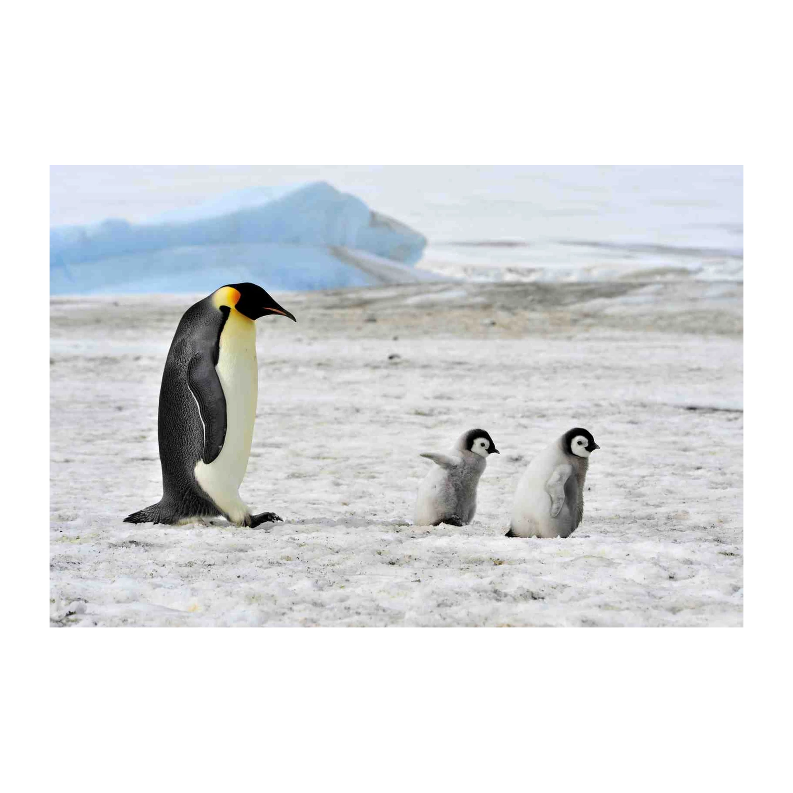 Majestic Emperor Penguins Family Wall Art