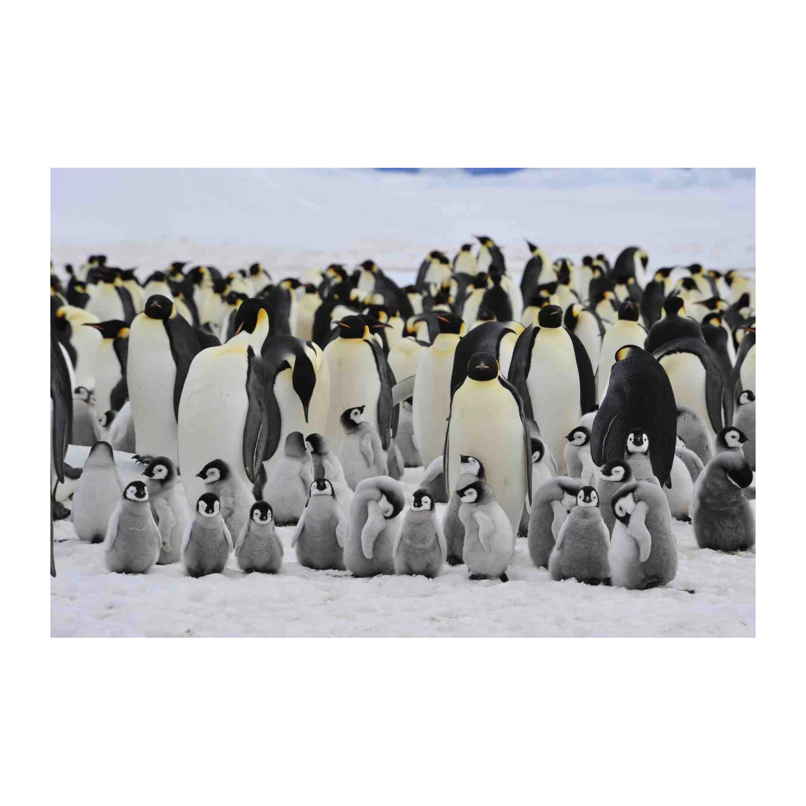 Adorable Penguin Colony Arctic Adventure Wall Art