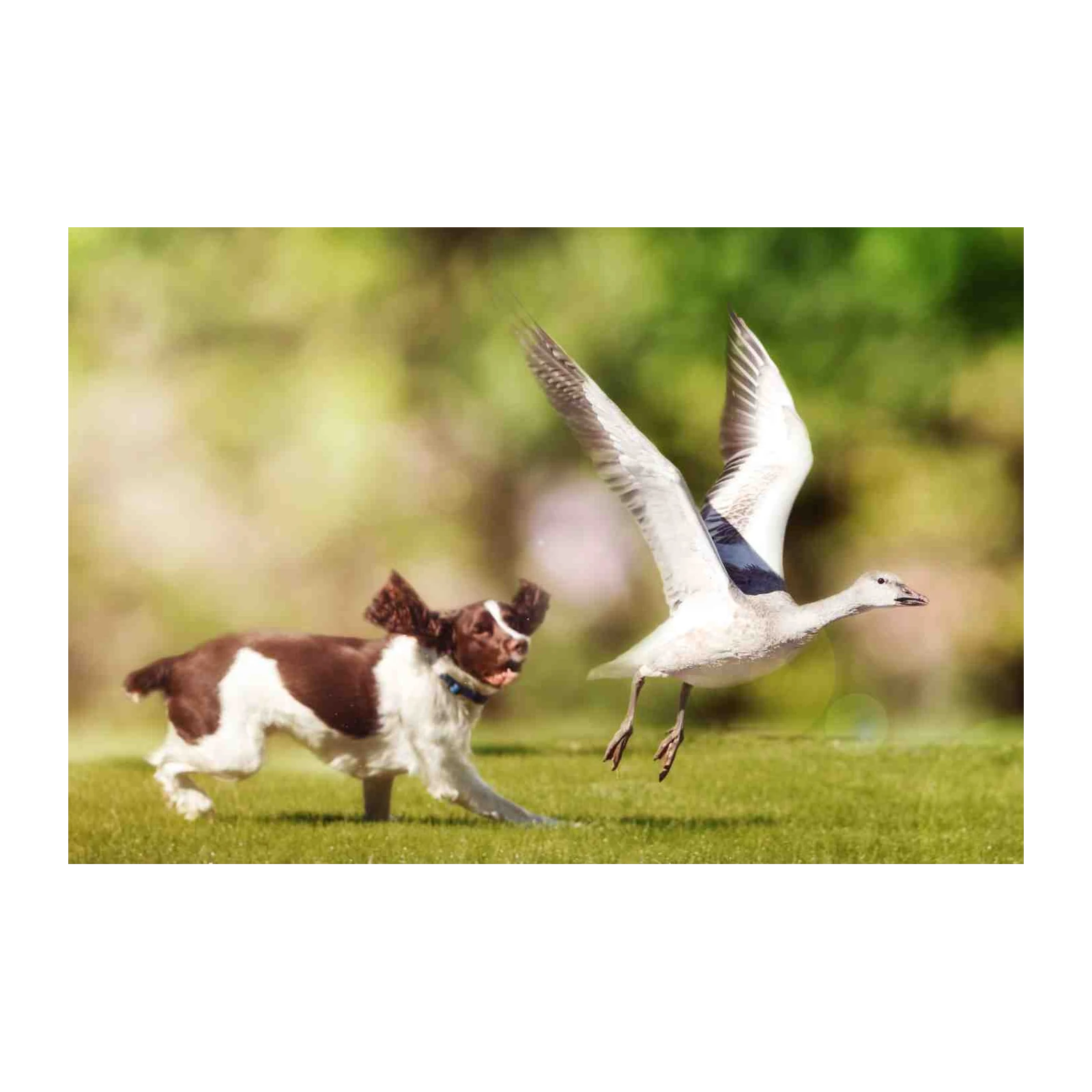 Playful Springer Spaniel Dog & Bird Chase Wall Art