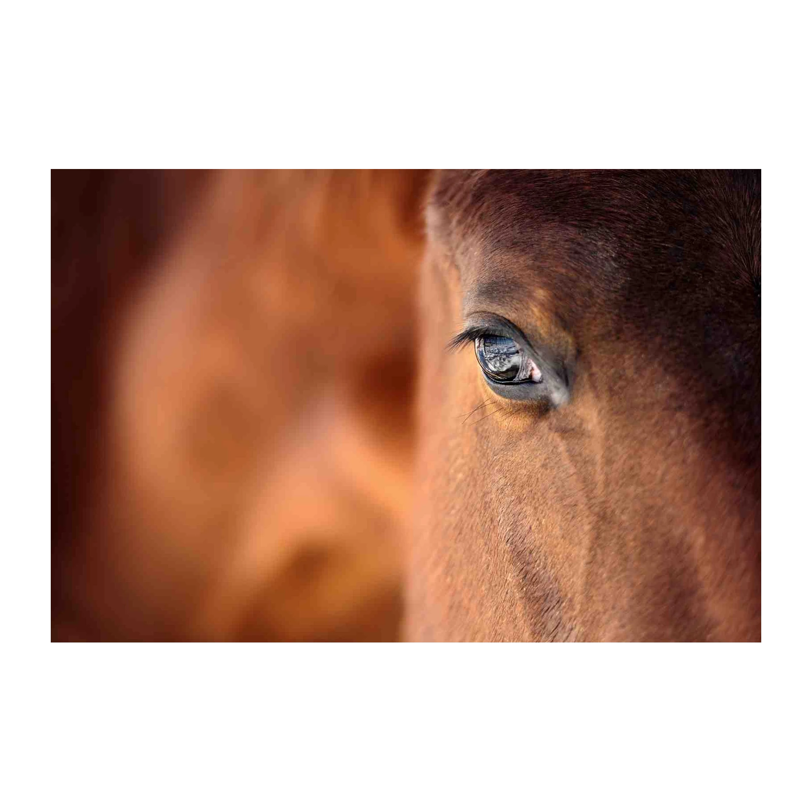 Majestic Horse Eye Close-up Wall Art