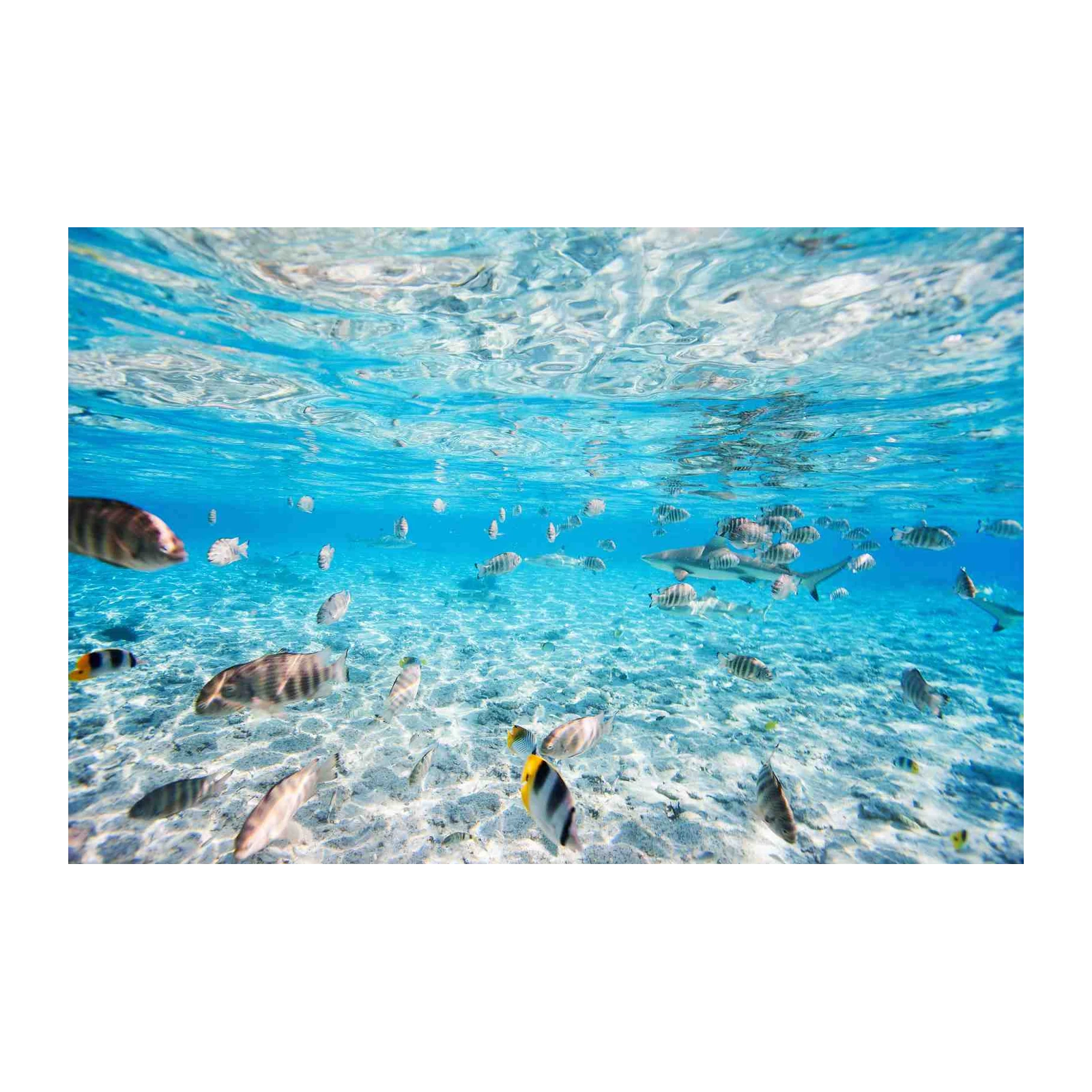 Vibrant Underwater Shark & Fish Scene Wall Art