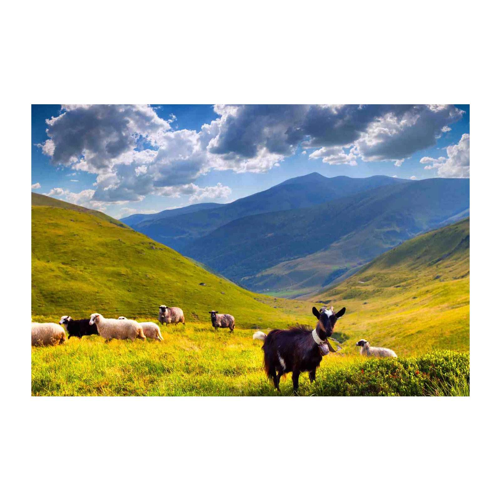 Scenic Mountain Goats & Sheep Wall Art