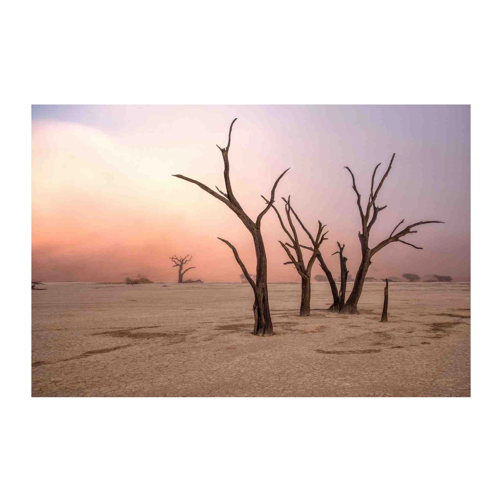 Desert Beauty Dead Trees Wall Art