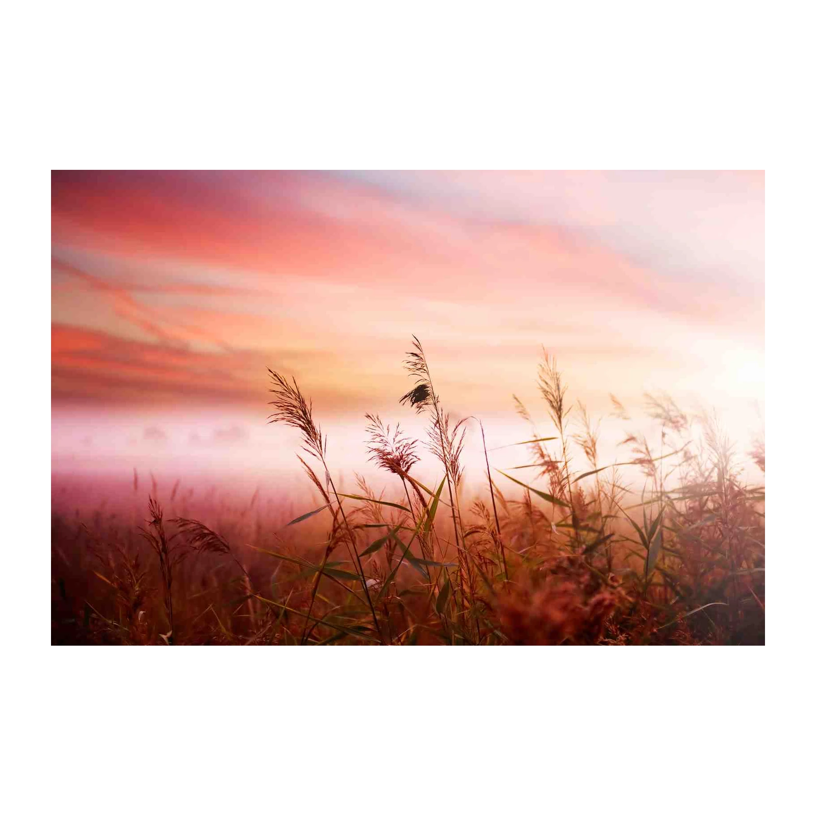 Serene Sunset Reeds Wall Art