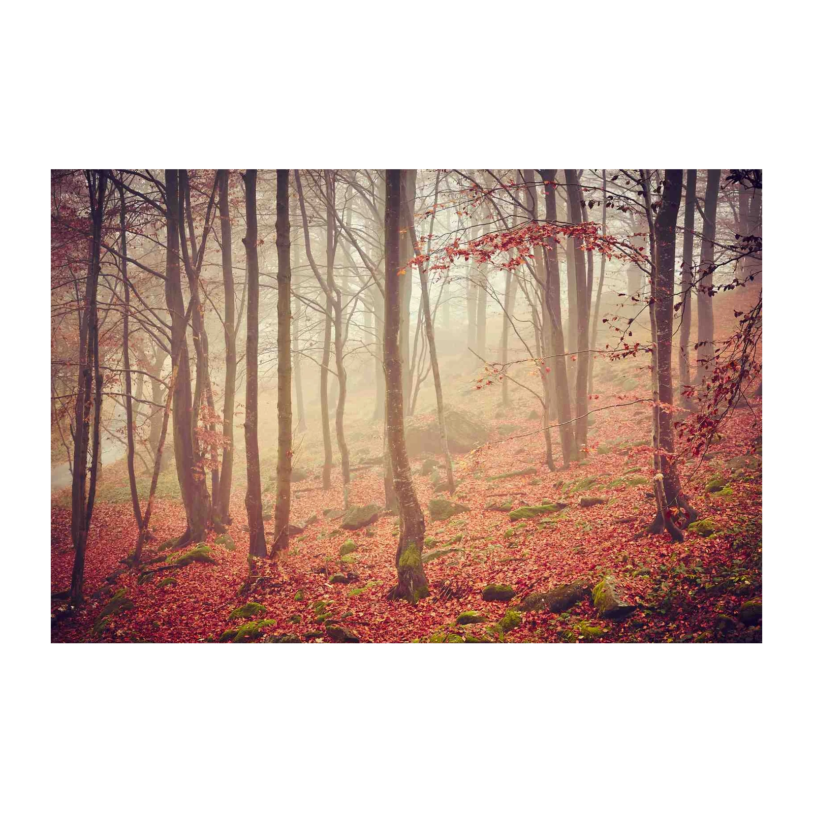 Misty Autumn Forest Wall Art