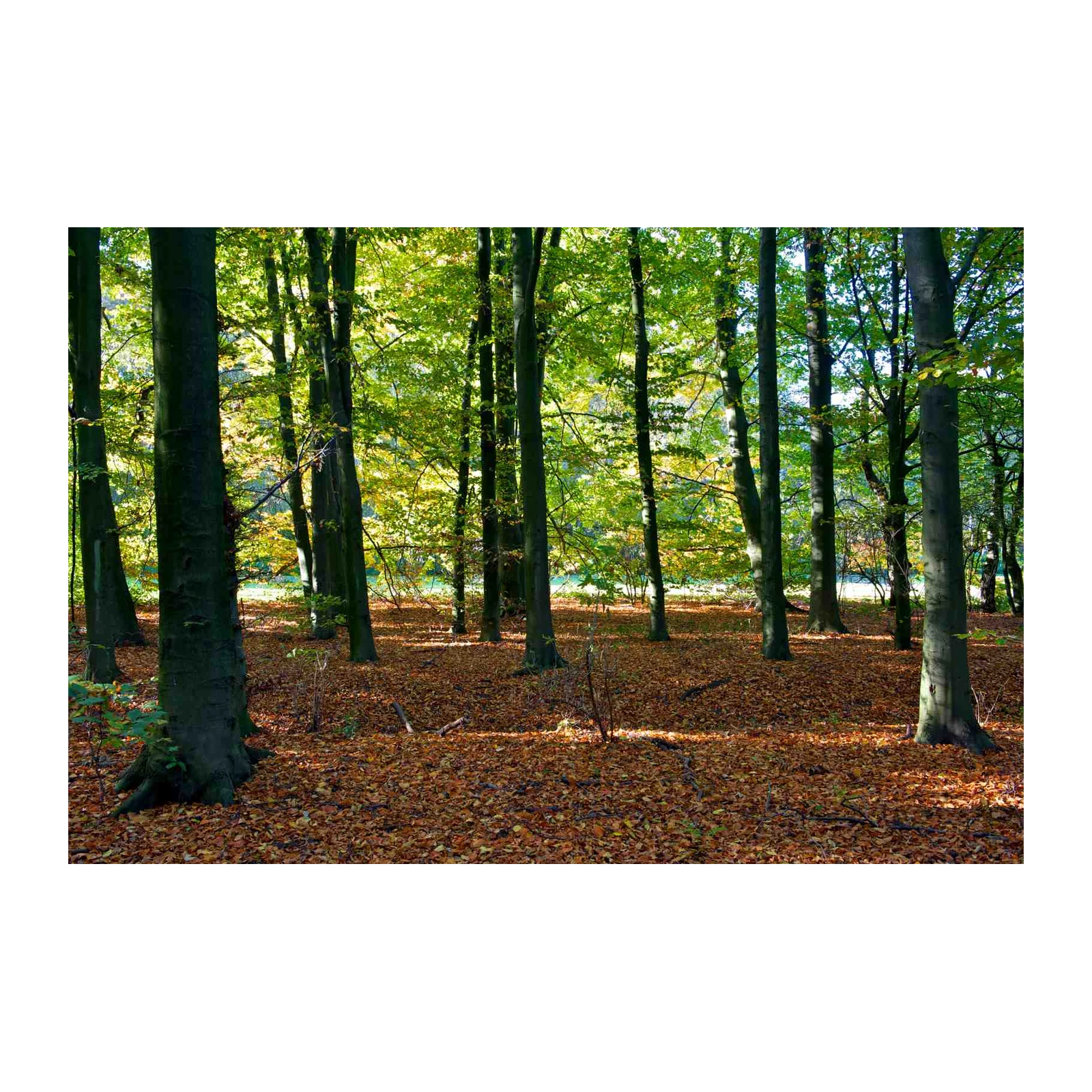 Enchanting Forest Path Wall Art