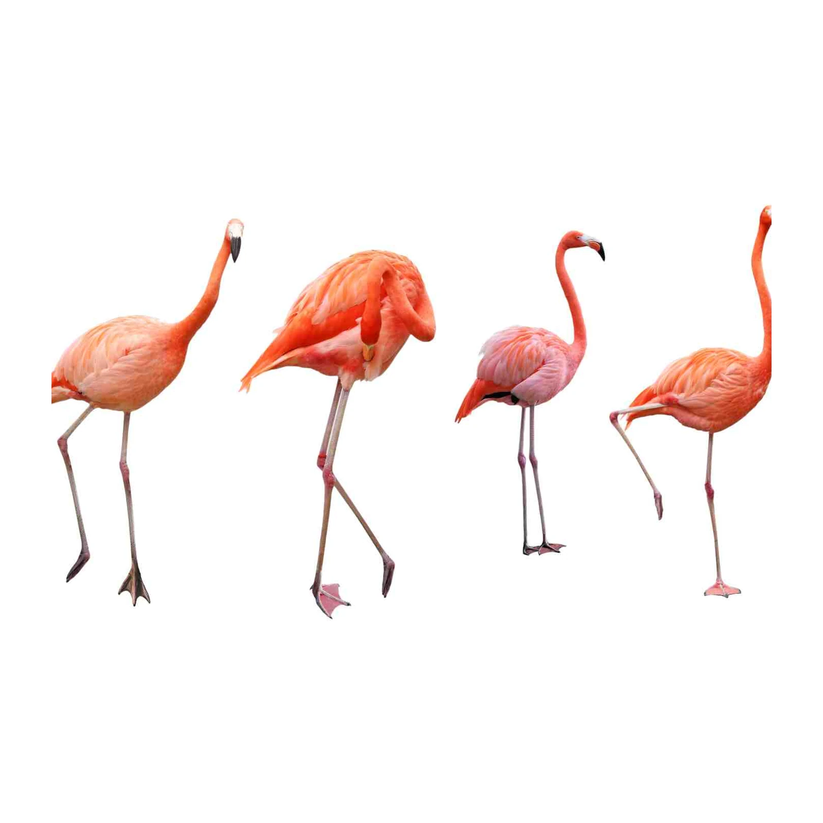Vibrant Flamingo Flock Wall Art