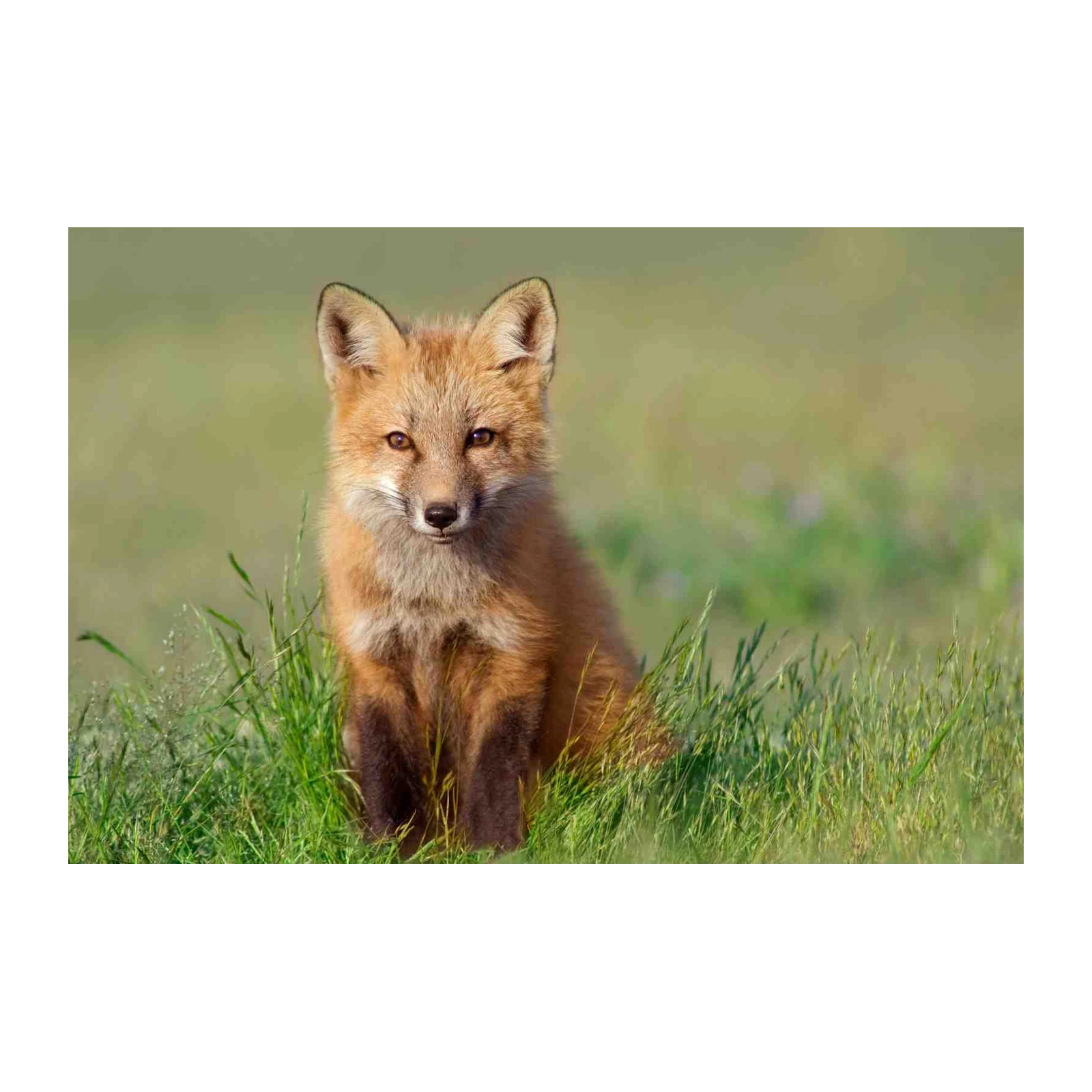 Red Fox Portrait Nature Wall Art