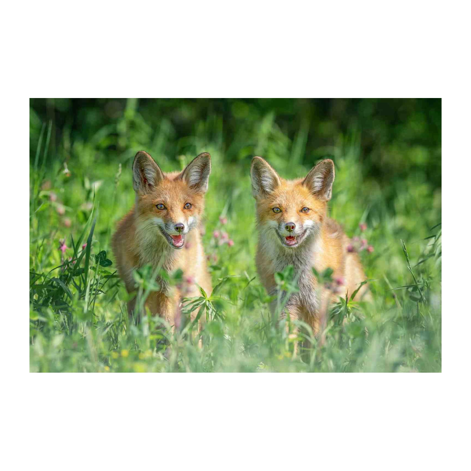 Adorable Fox Duo Nature Wall Art