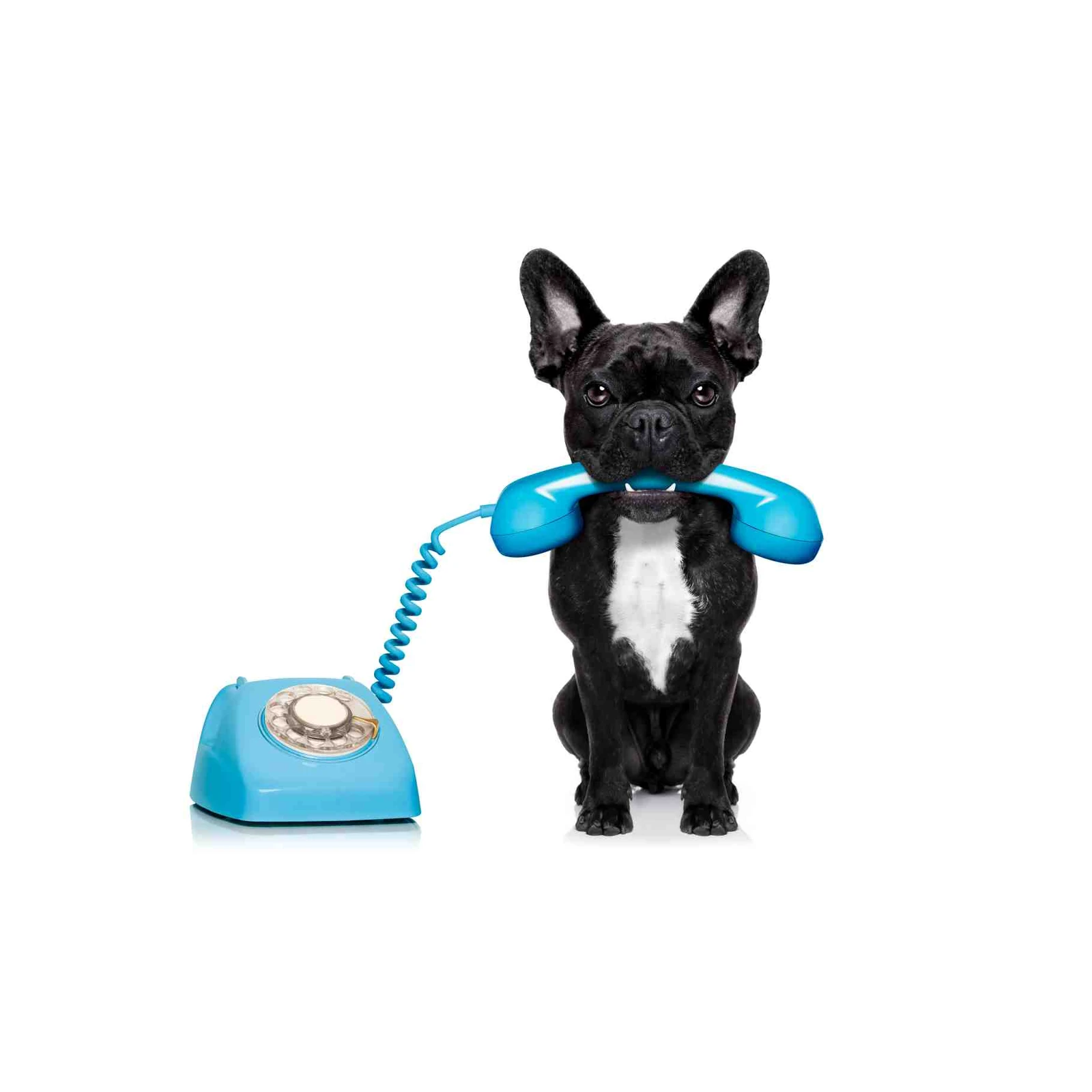 Playful French Bulldog on Phone Wall Art