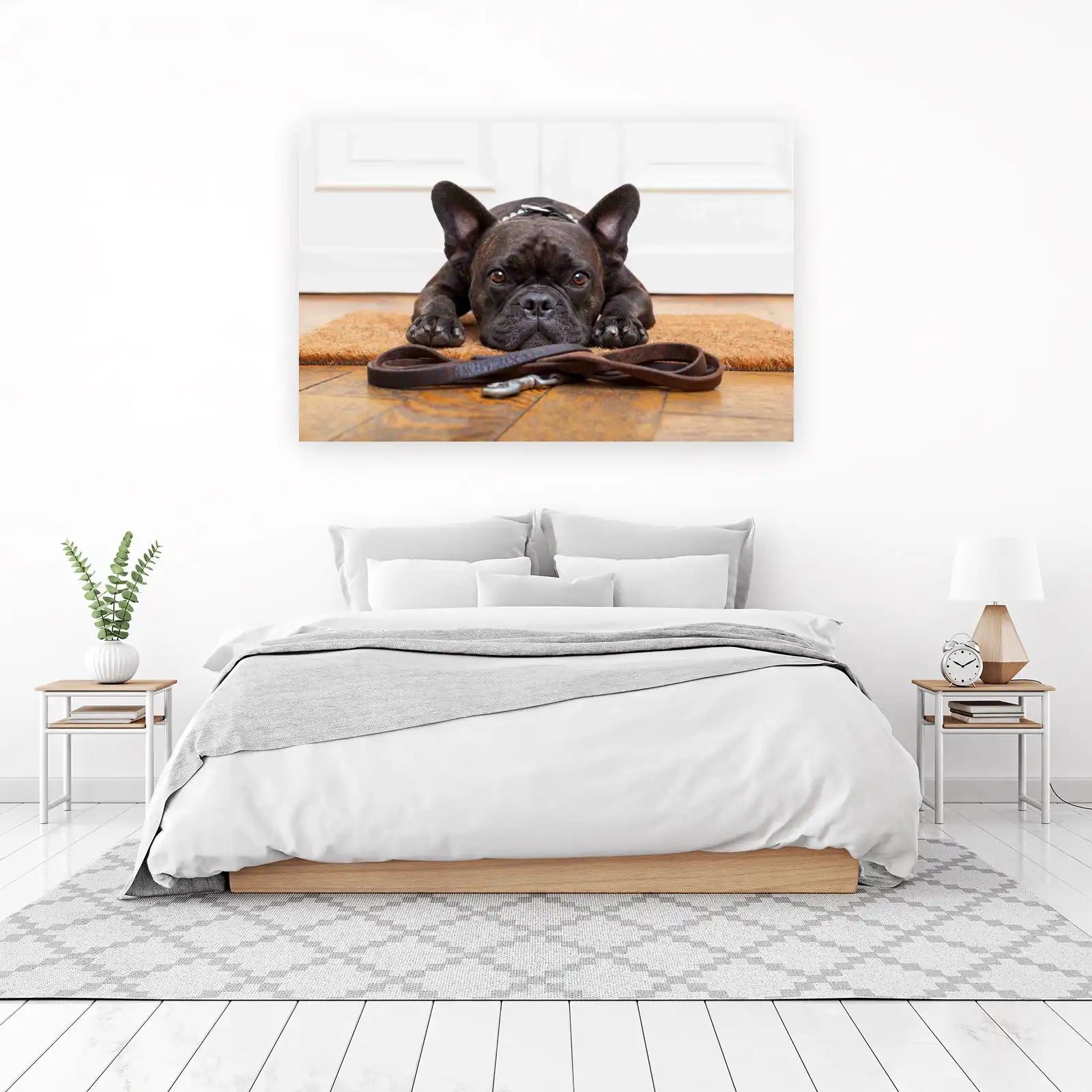 Adorable French Bulldog Waiting for Walk Wall Art