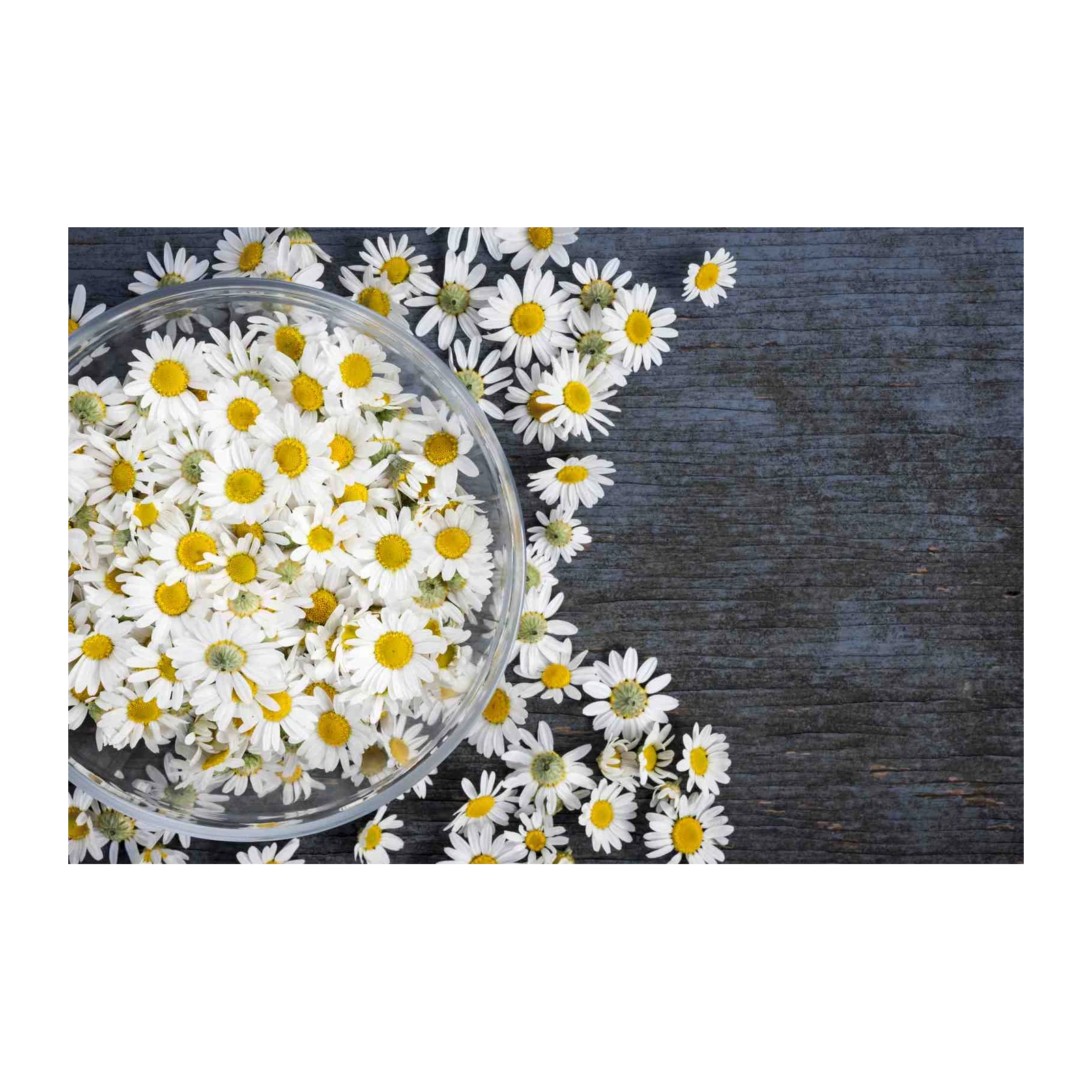 Fresh Daisy Meadow Serenity Wall Art