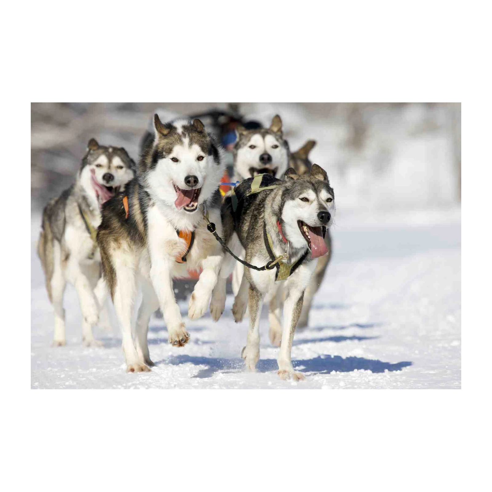 Majestic Husky Sled Dogs Running Wall Art