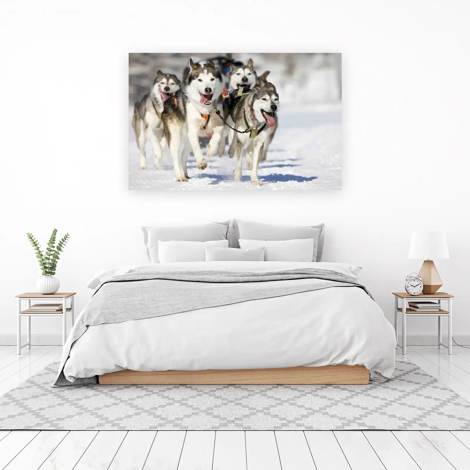 Majestic Husky Sled Dogs Running Wall Art