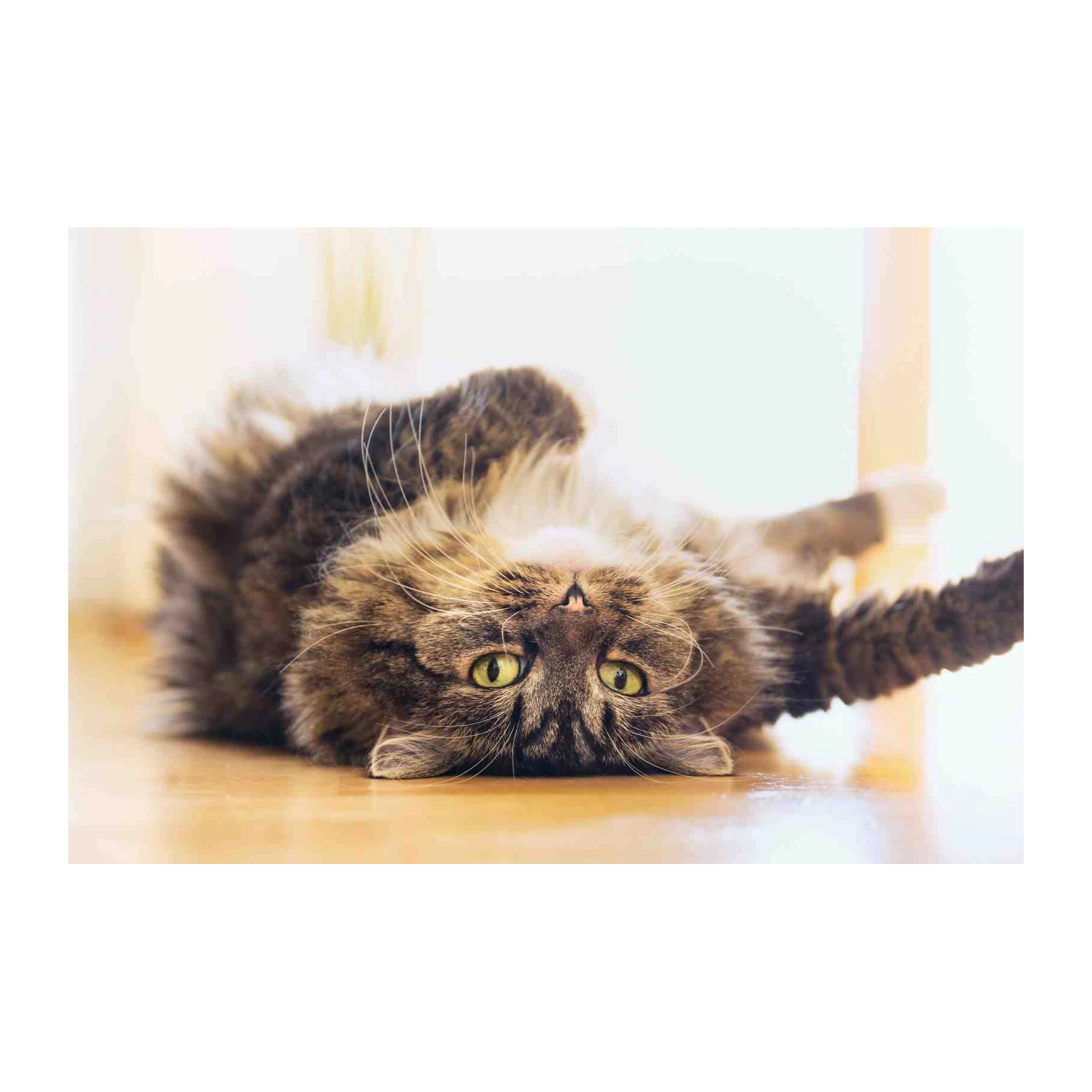 Playful Tabby Cat Rolling Over Wall Art