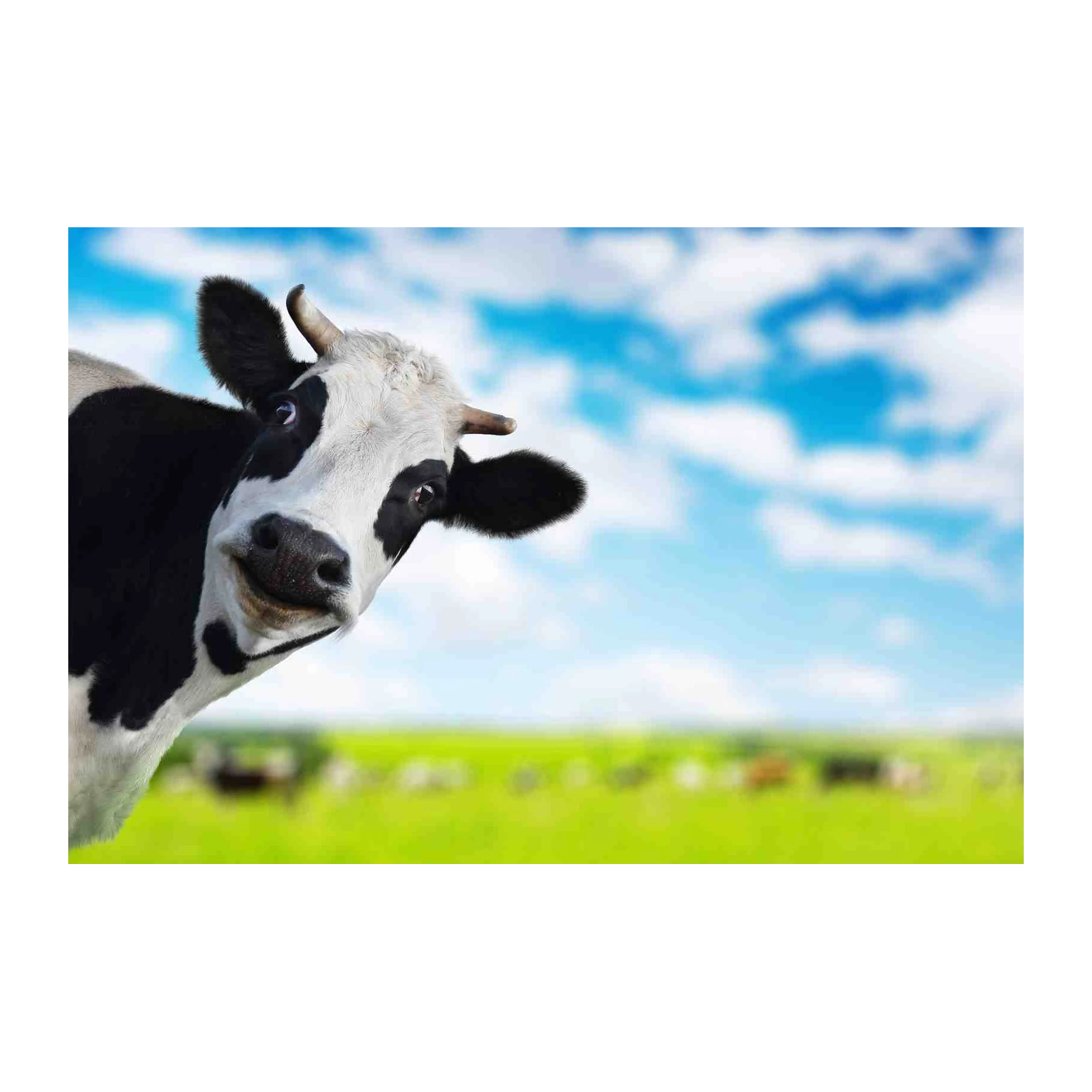 Whimsical Cow Peeking Wall Art - Farmhouse & Animal Art