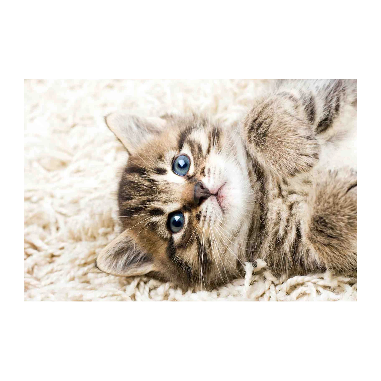 Adorable Kitten Blue Eyes Wall Art