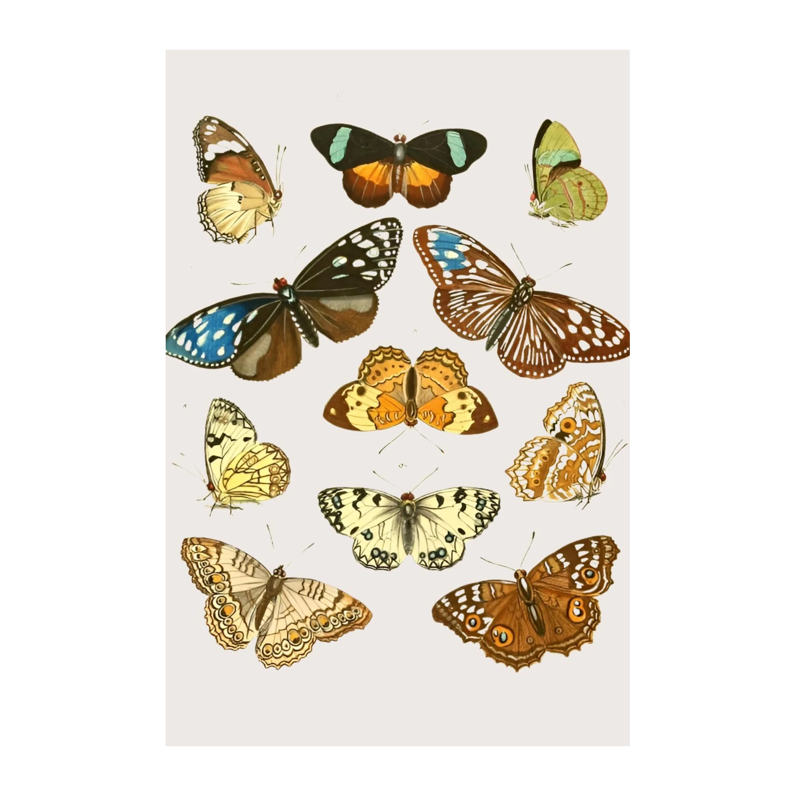Vintage Butterfly Wall Art Wall Art