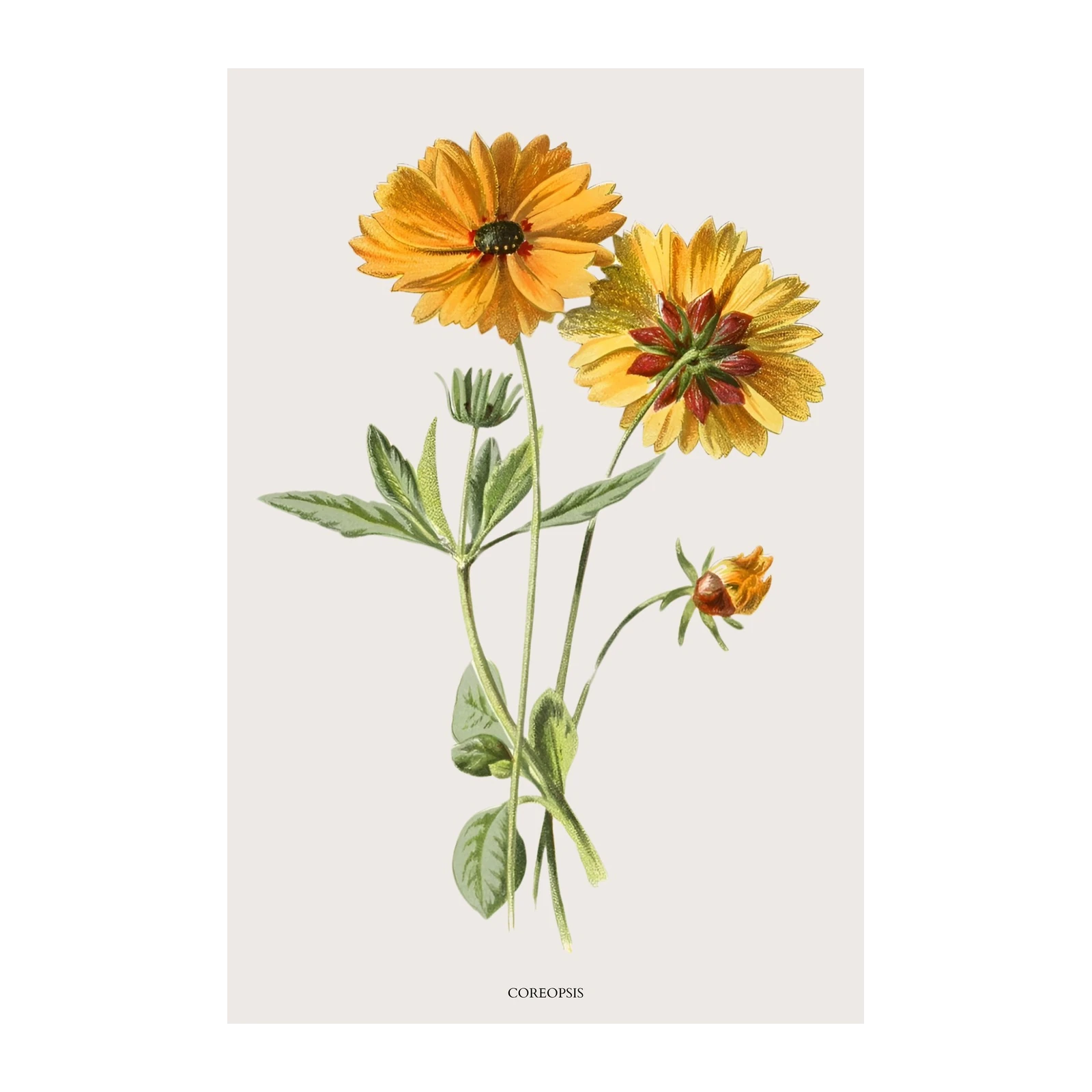 Vibrant Yellow Coreopsis Floral Botanical Wall Art