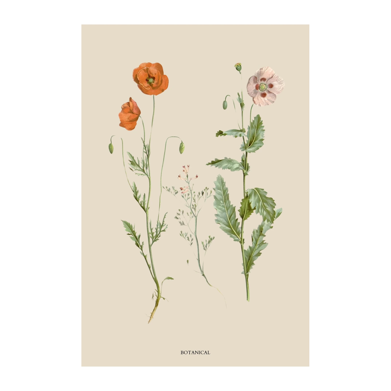 Vintage Botanical Poppies Wall Art