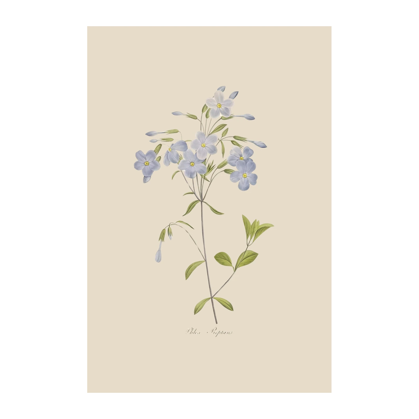 Delicate Blue Phlox botanical art Wall Art