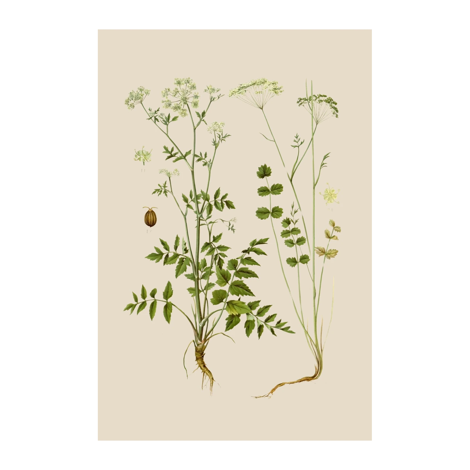 Vintage Botanical Parsley Print Wall Art