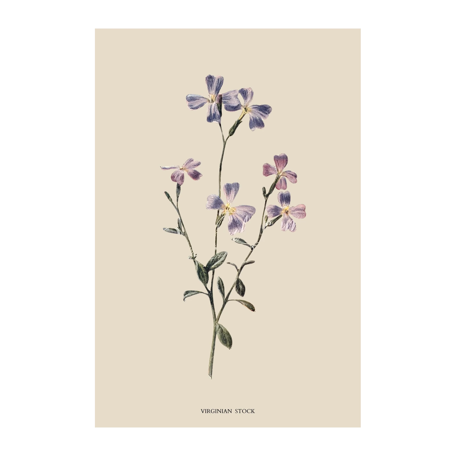 Vintage Virginian Stock Botanical Wall Art