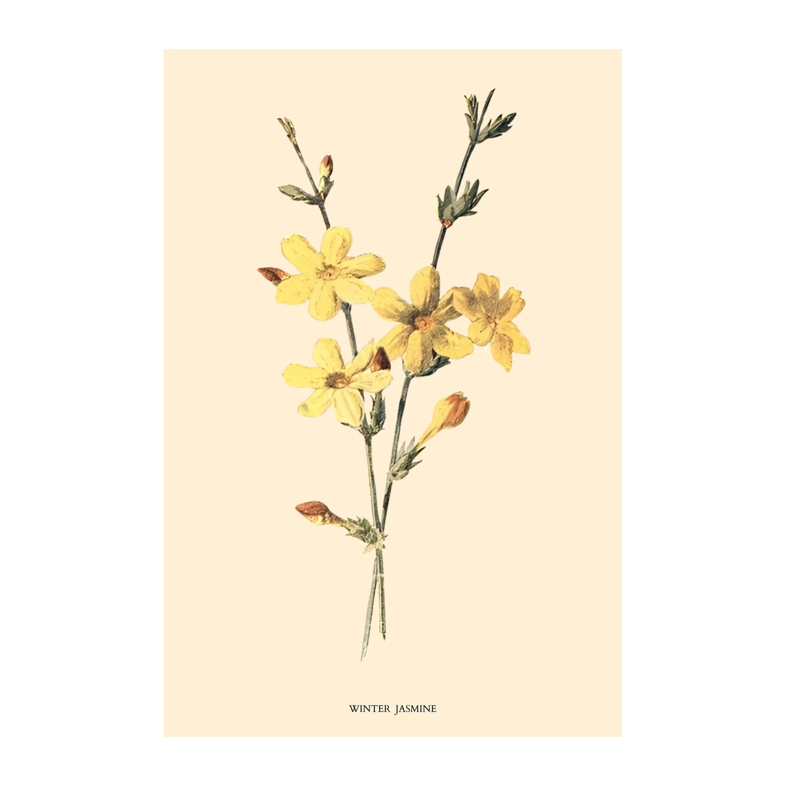 Vintage Winter Jasmine Botanical Wall Art