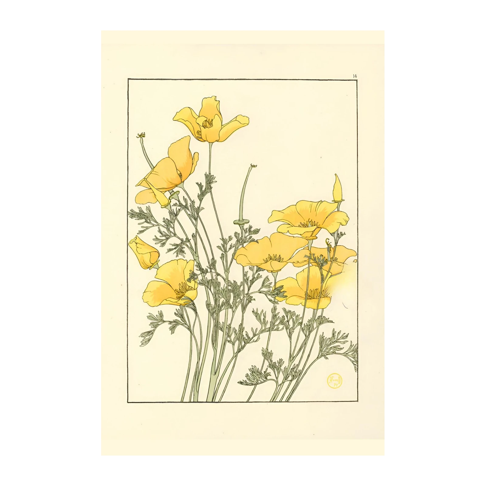 California Poppies Botanical Art Wall Art