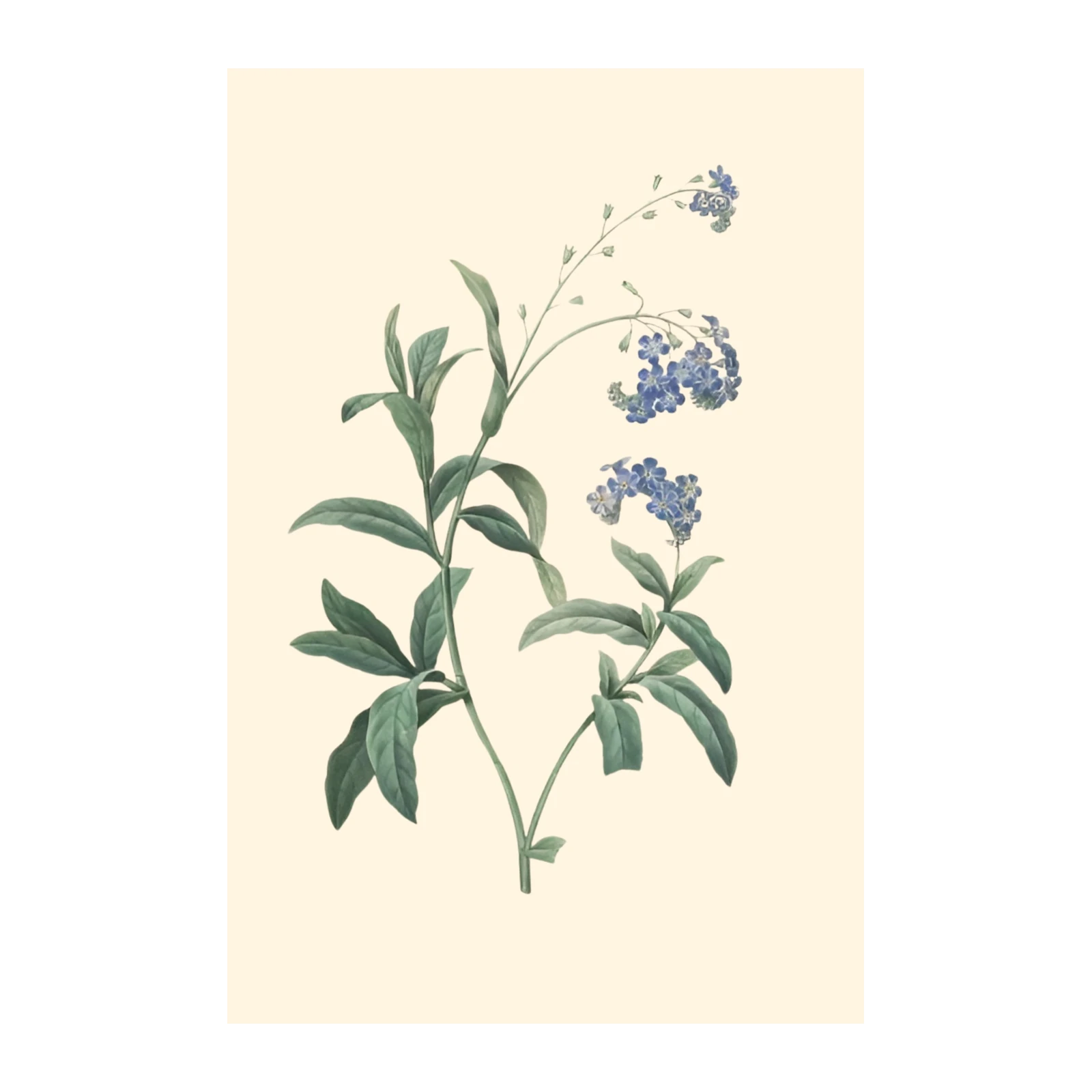 Vintage Blue Forget-Me-Nots Wall Art