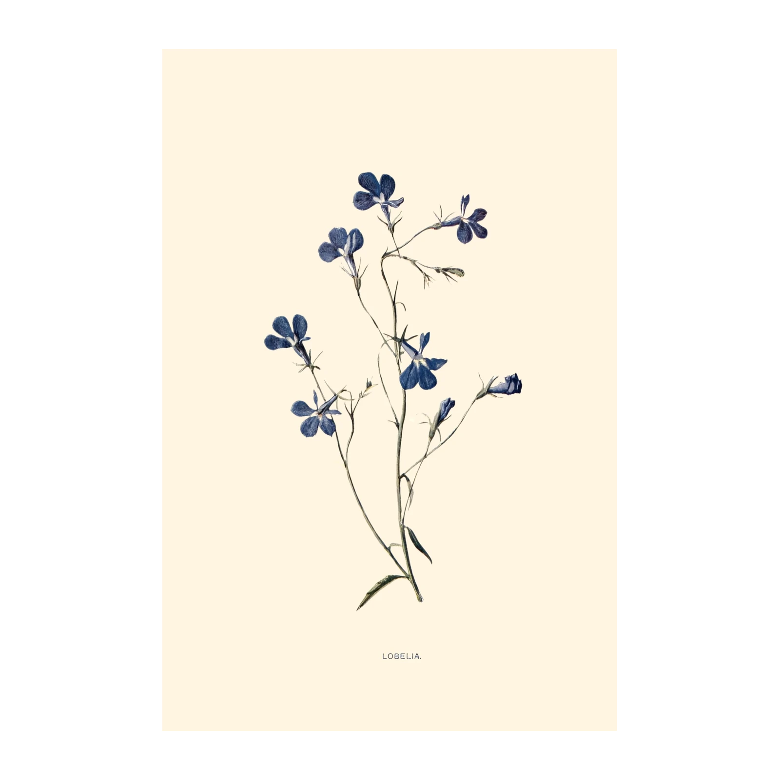 Vintage Lobelia Botanical Art Wall Art