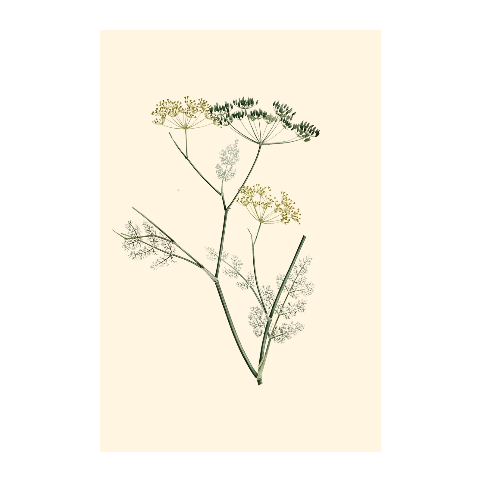 Botanical Dill Herb Floral Wall Art