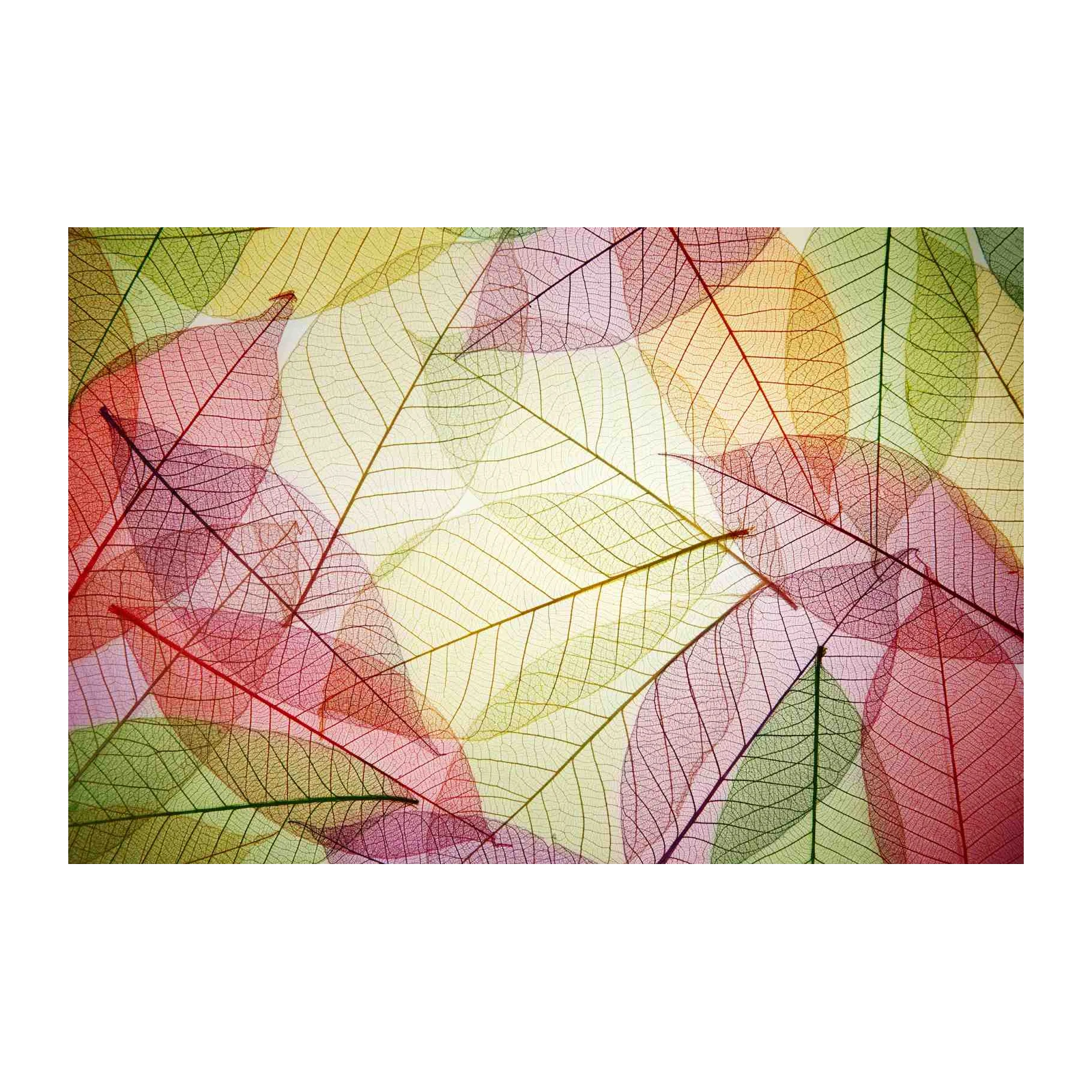 Skeleton Leaf Art Print - Botanical Wall Decor Wall Art