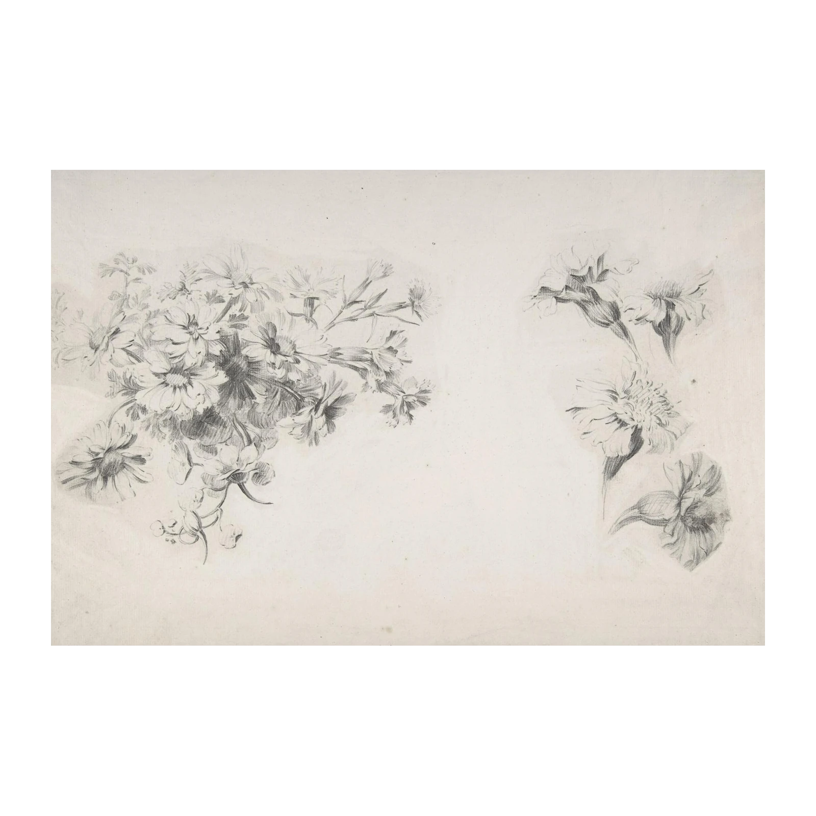Elegant Floral Study Pencil Sketch Wall Art