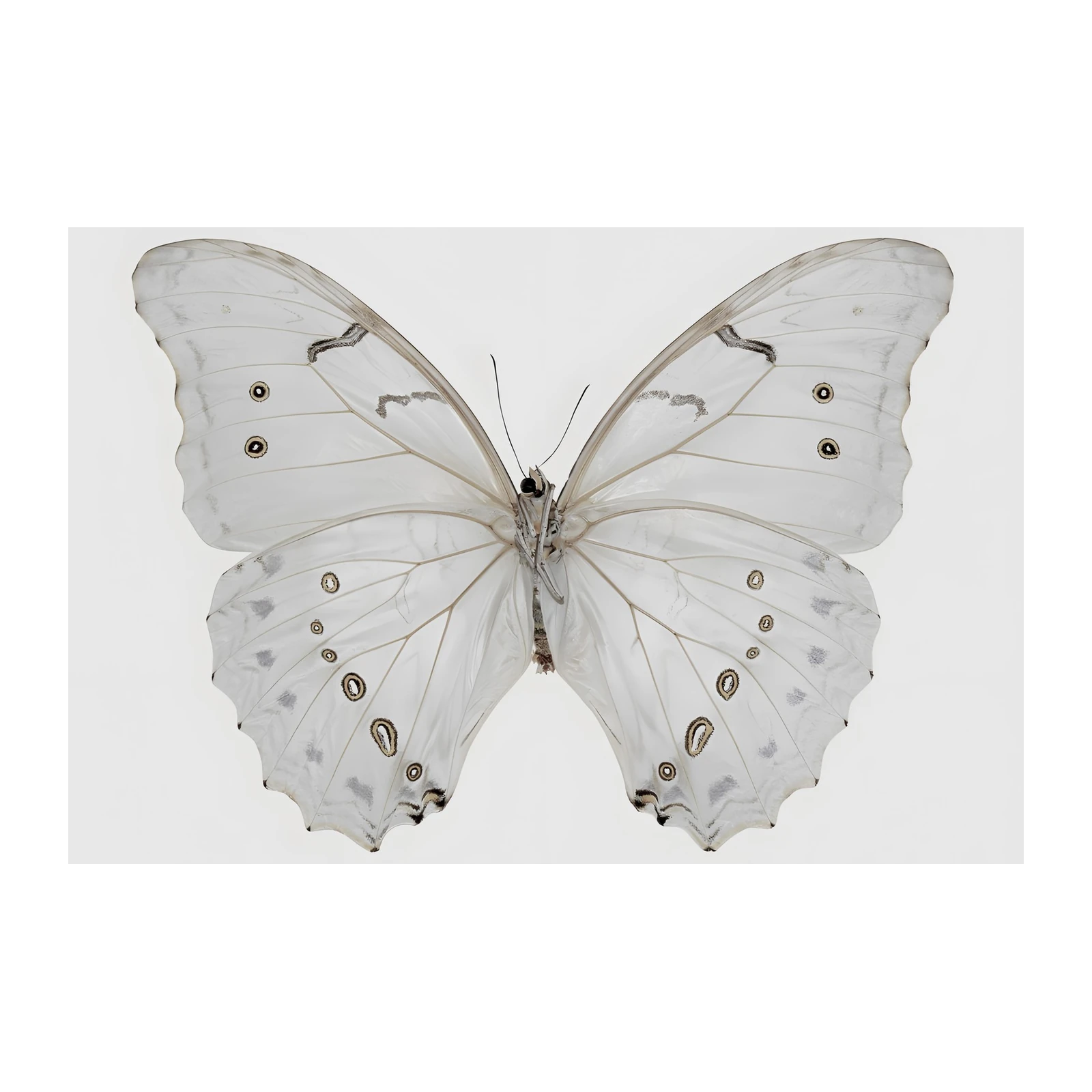 Elegant White Butterfly Macro Art Wall Art