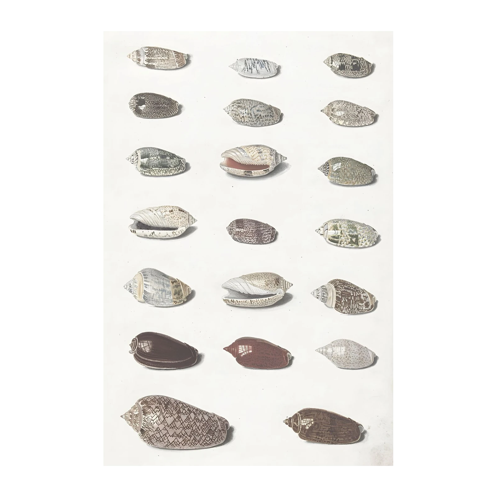 Vintage Shell Collection Botanical Art Wall Art