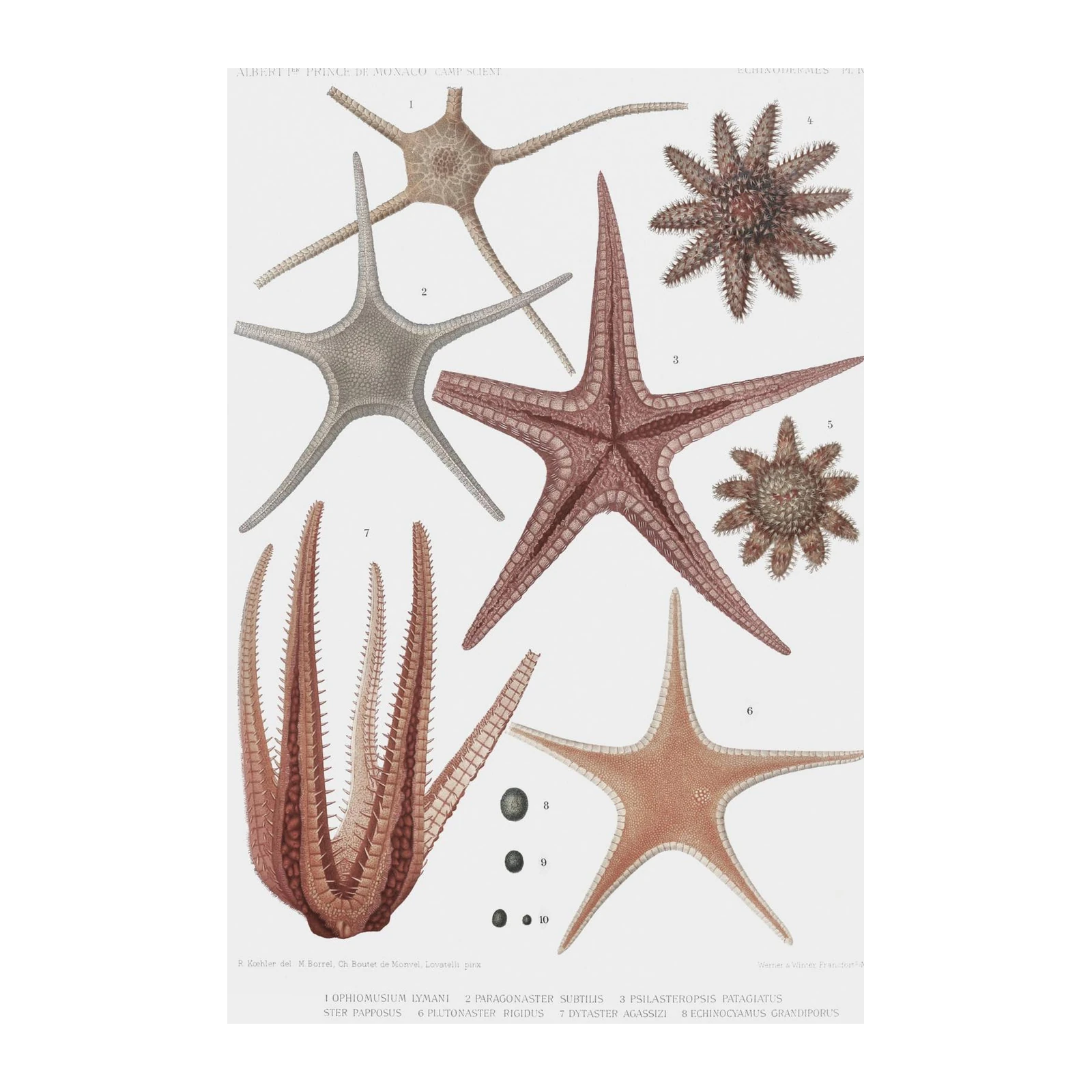 Vintage Starfish Anatomy Wall Art