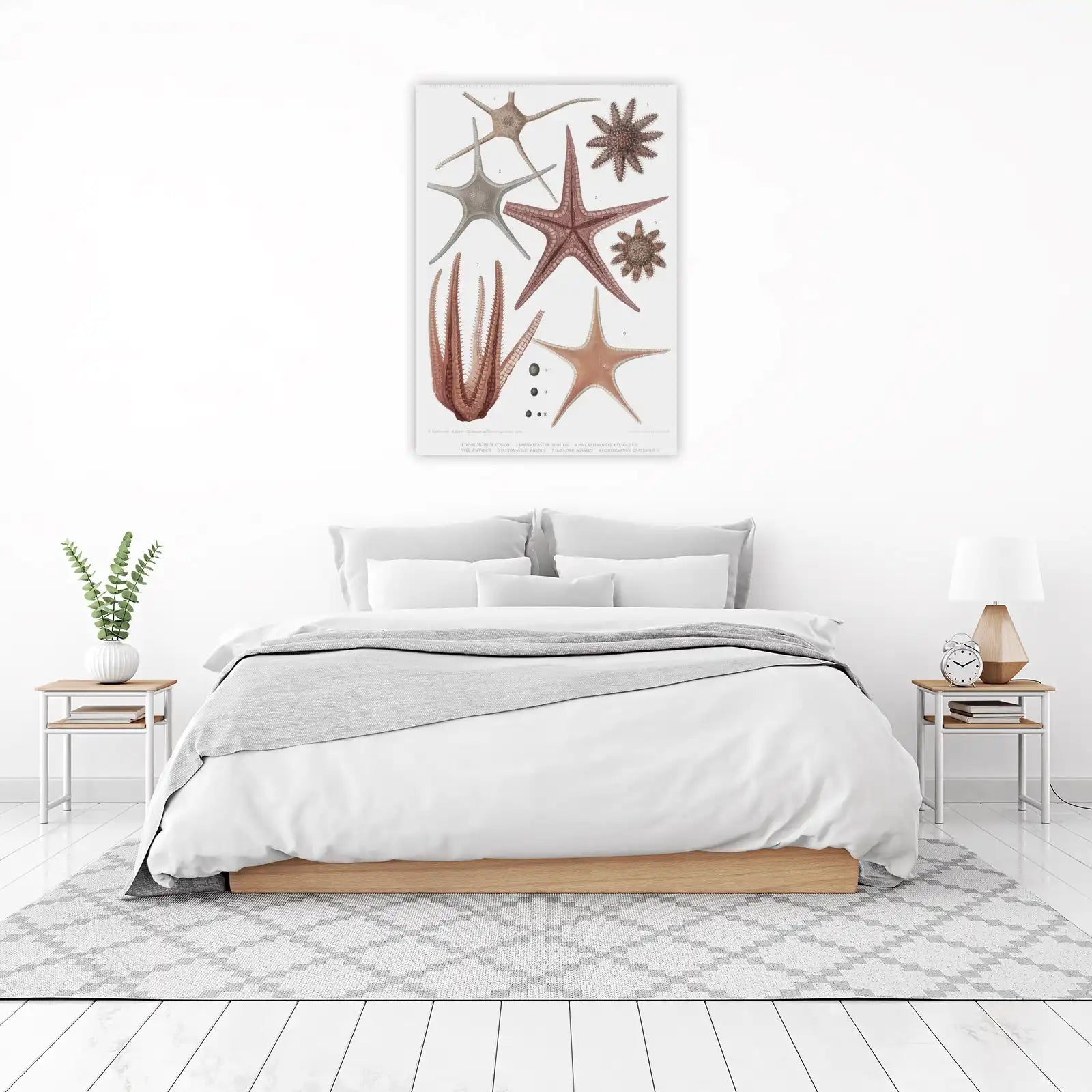 Vintage Starfish Anatomy Wall Art